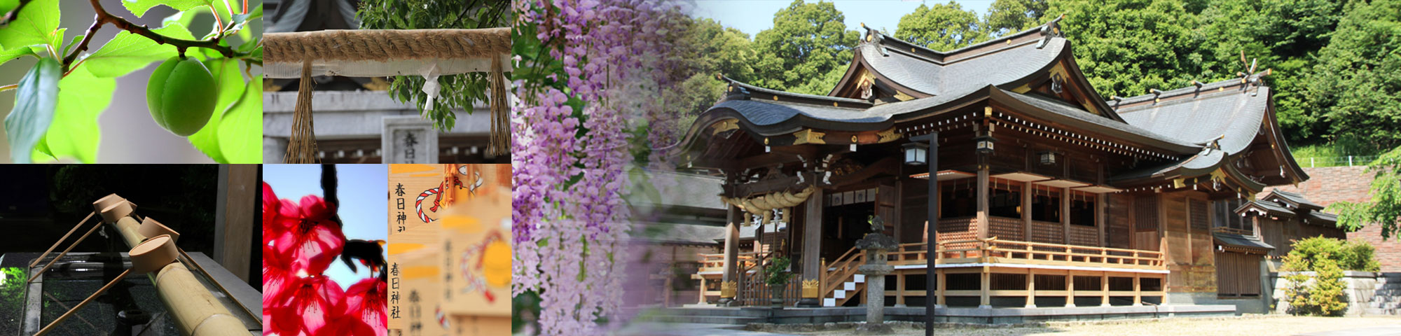 春日 神社 福岡 福岡県あじさいの手水舎がある【春日神社】期間はいつまで?【最新情報】